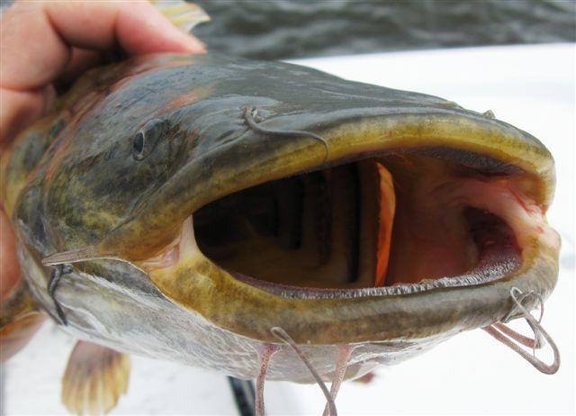 flathead-2.thumb.jpg.f286d19b0f4707ab55f