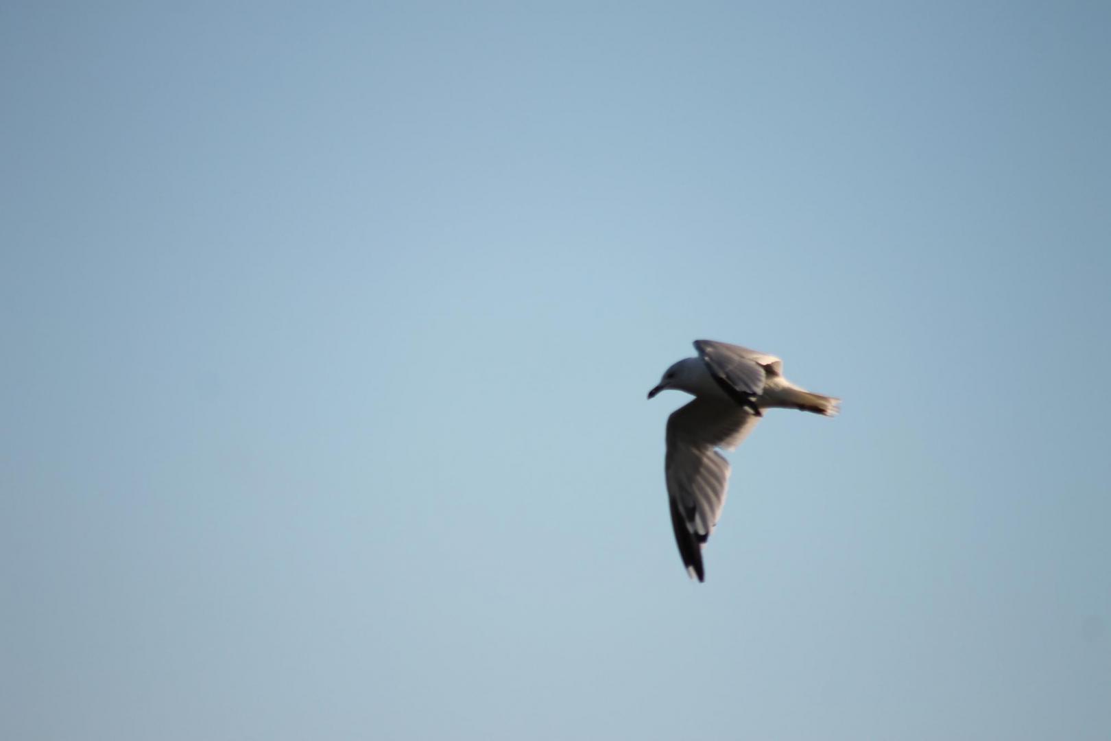 IMG_5935.thumb.JPG.af98c9ff58b2edc775158