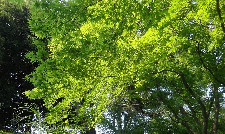 DSC09529.thumb.jpg.63e4b092246505460cac0