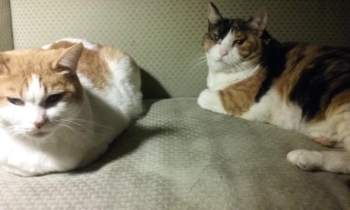 571d56a9c36fe_31march20160500hrs__001.th