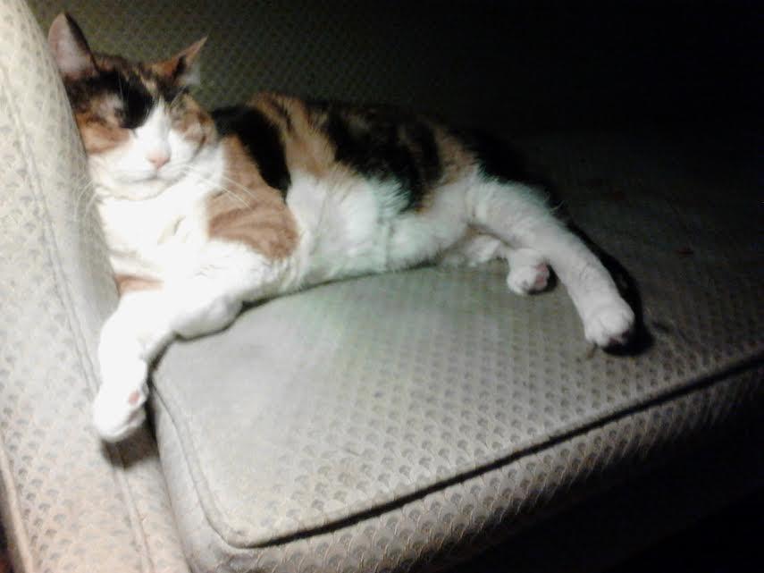 beauty_sleeping.thumb.jpeg.bcc9a677a3677