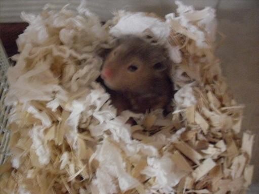 goose_001.thumb.JPG.9fab9b6c2a91e2e517e4