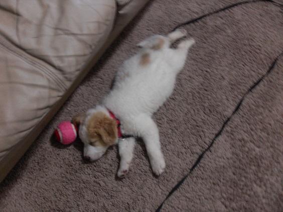 daisy_001.thumb.JPG.309e9f3bd8cd5110893c