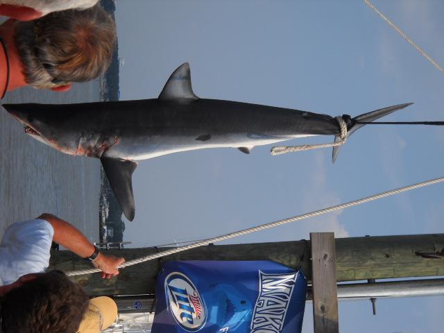 Mako Mania 2010 007.jpg