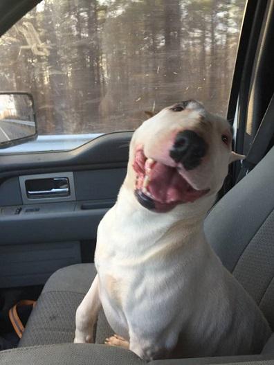 silly_bully.thumb.jpg.989a0b94da4b5dc2f3