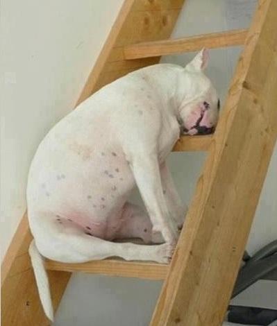 sleepy_bully.thumb.jpg.40c435c48817b2900