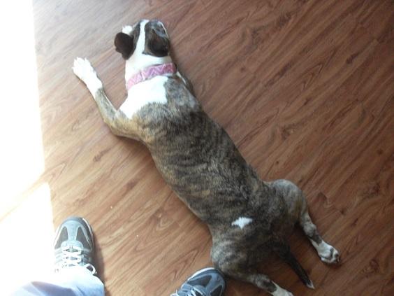 callie_001.thumb.JPG.58f5e0d5c56f2ee2875