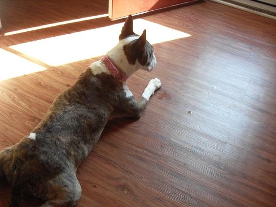 callie_002.thumb.JPG.452cd07860f8624d318