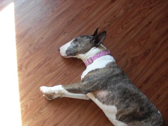 callie_003.thumb.JPG.0f546b679770f719c4b