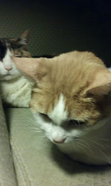 5940827d85669_CloseUpOliverMolly15may201