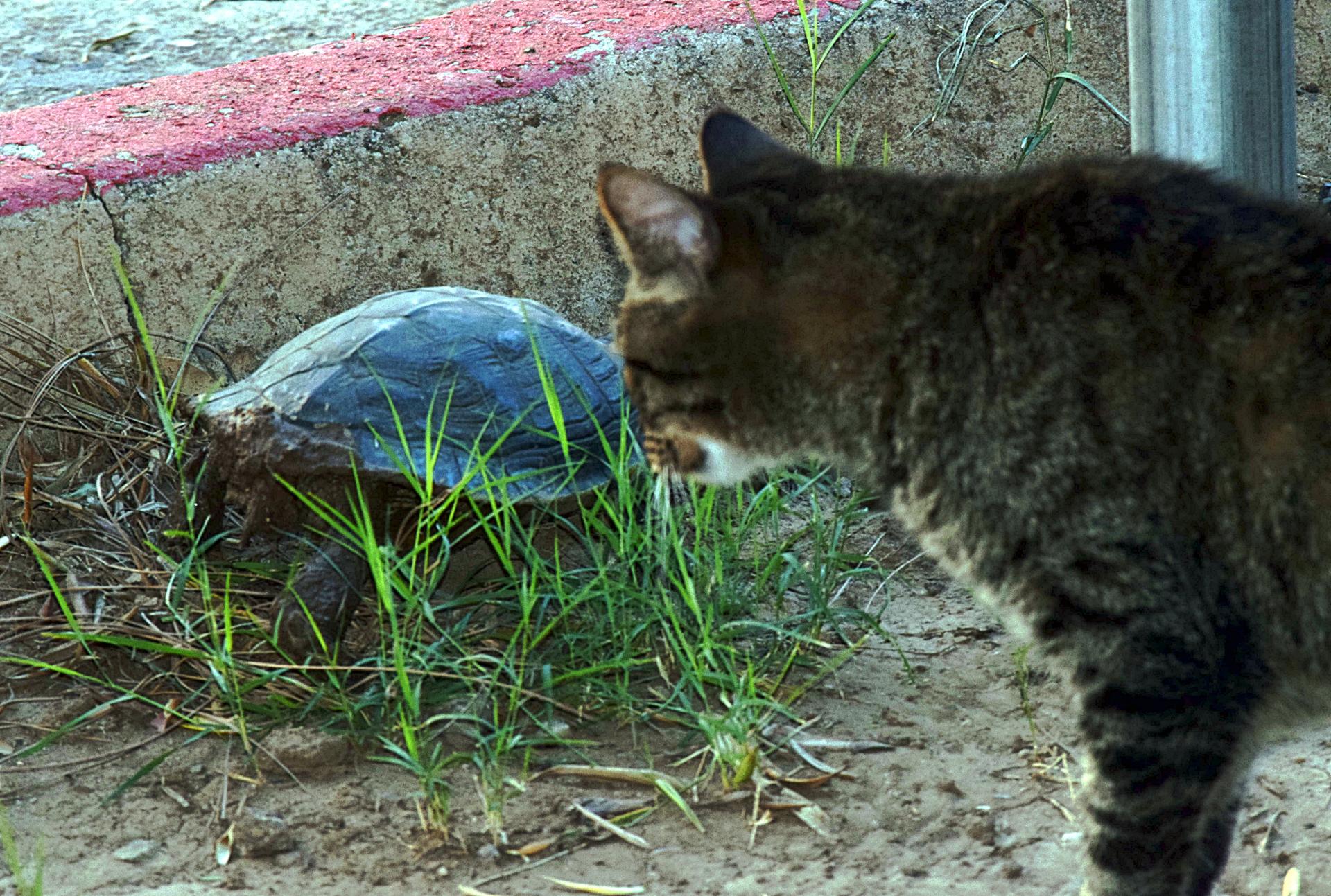 2017-06-04 Purr-r-er w turtle closeup.JPG