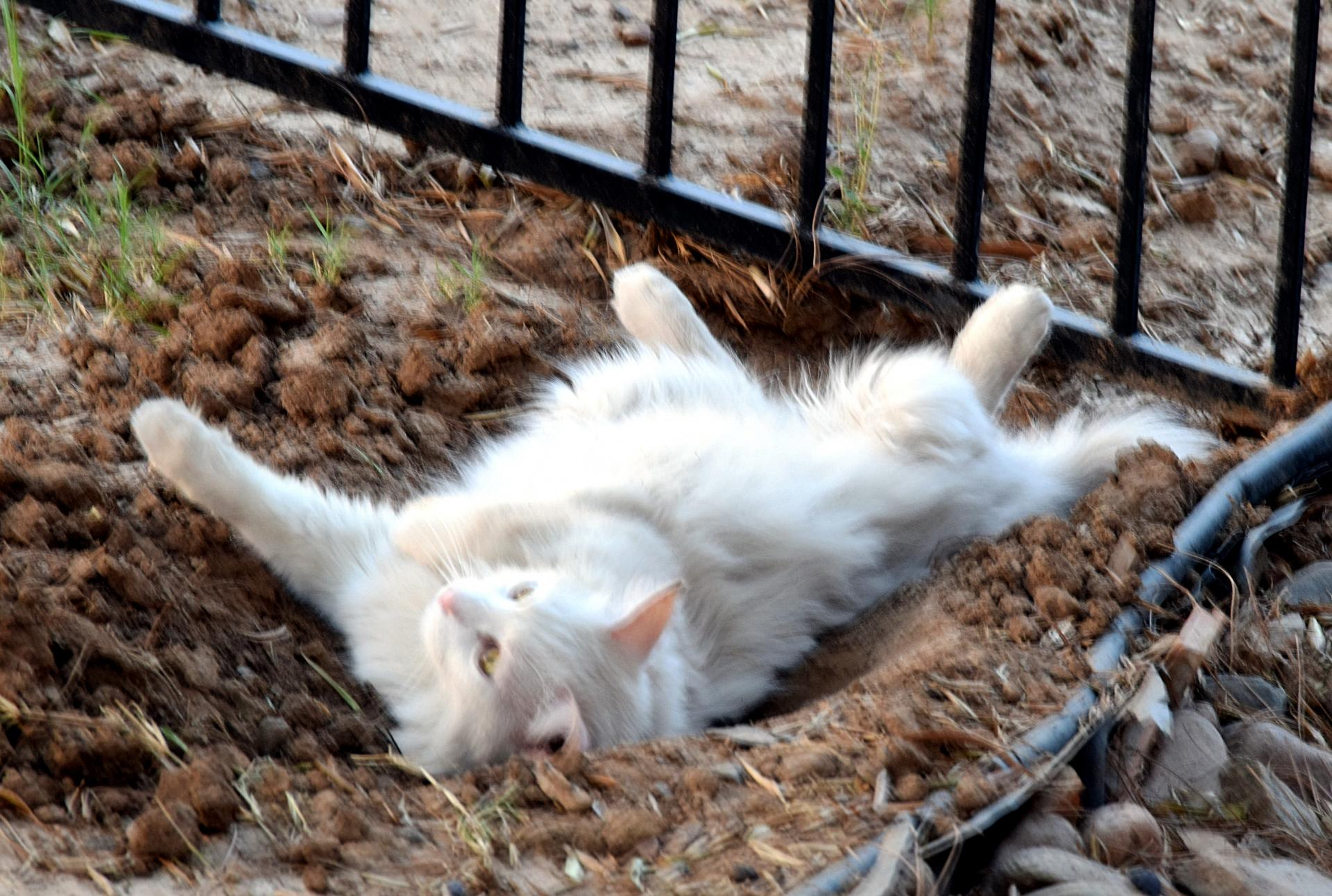 2017-07-03 342xx.JPG