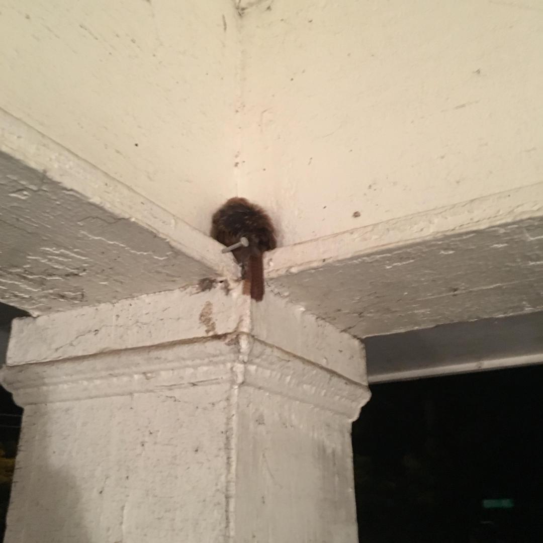 wrensleep1.thumb.jpg.7a9e1454013849097d8