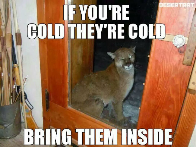 if-youre-cold-theyre-cold.jpg.cf4a4dc4954eff9f02a2e7463a460e14.jpg