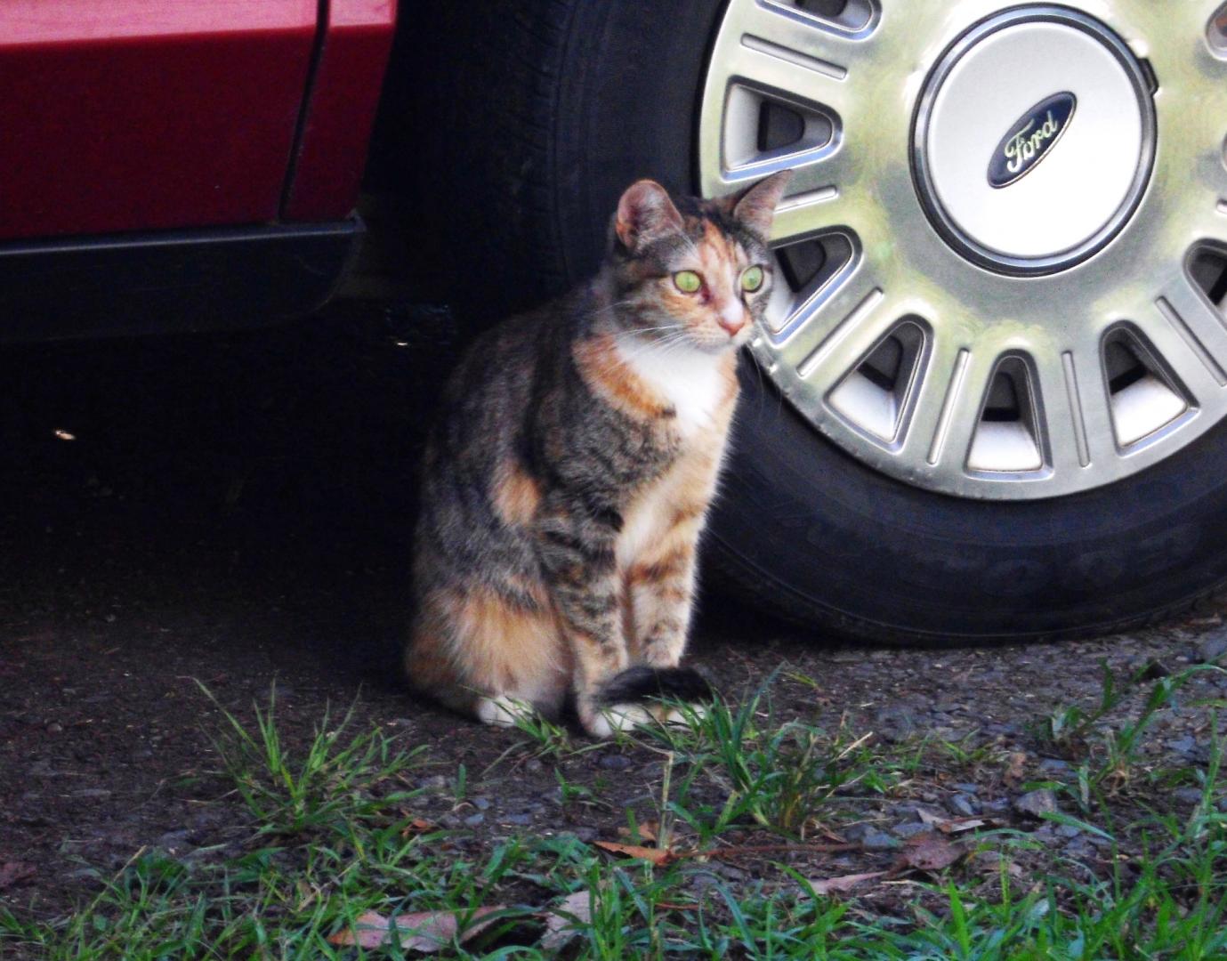 171017  Kylie    (1).JPG