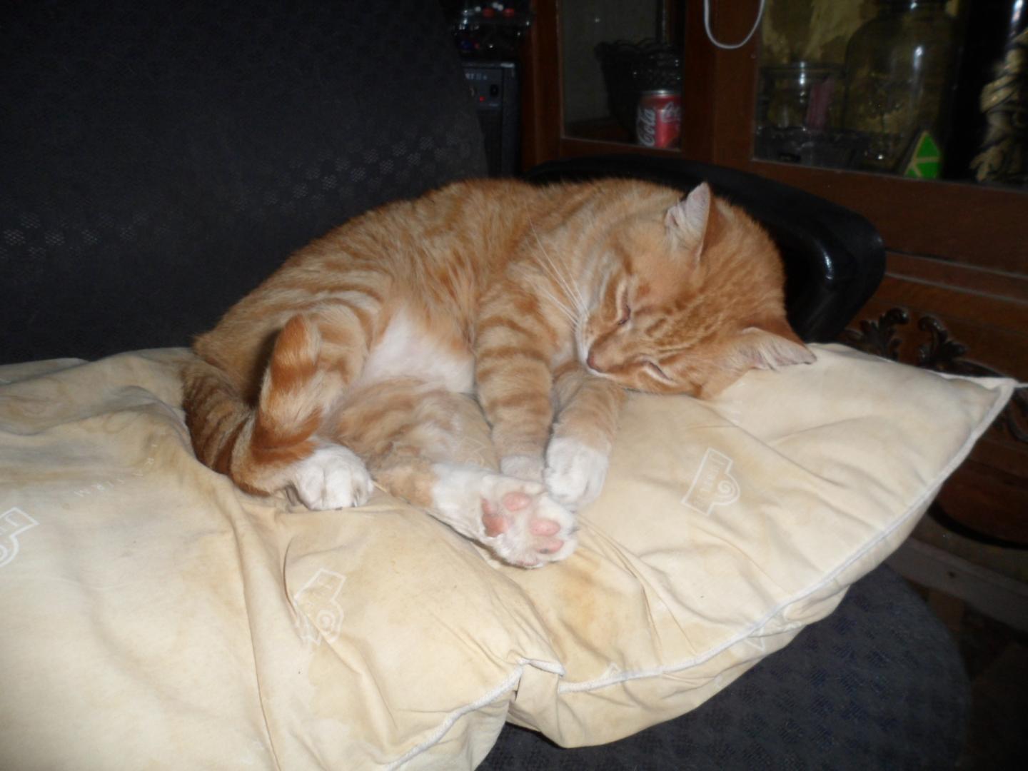 190408 - Buddy is my co-pilot...JPG