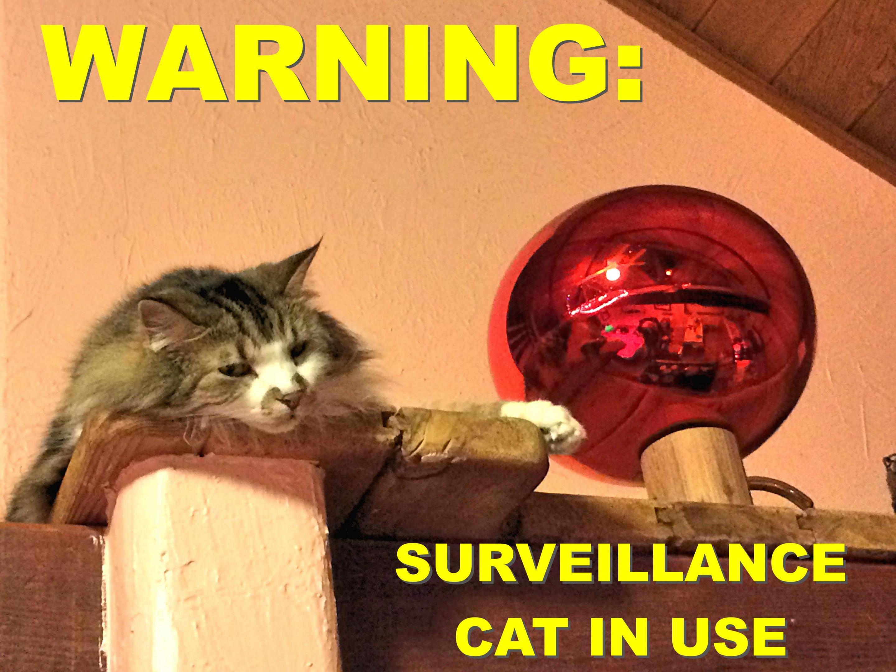 Surveillance_cat.jpg