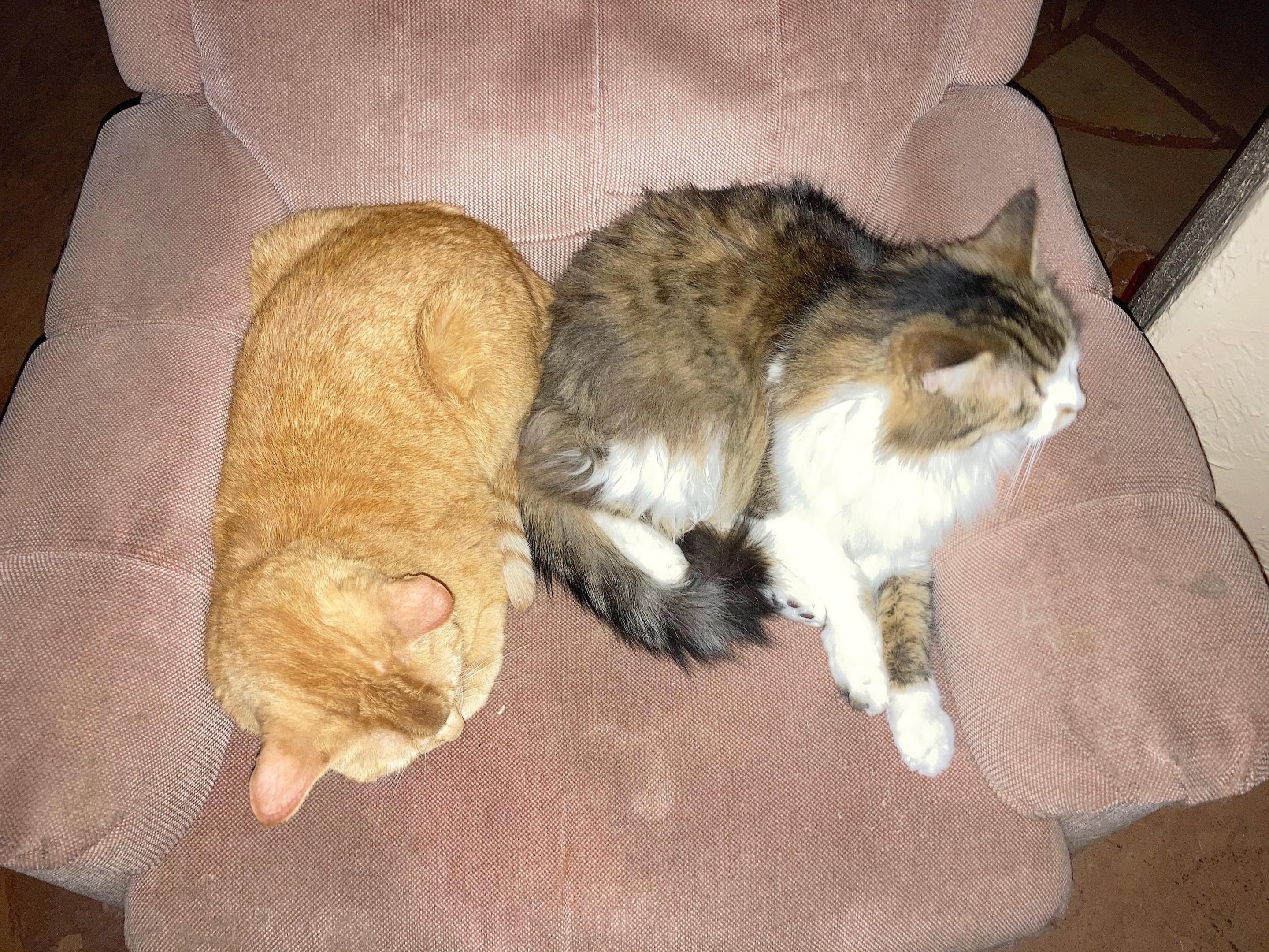 Cooper Fuzz Therapy.jpg