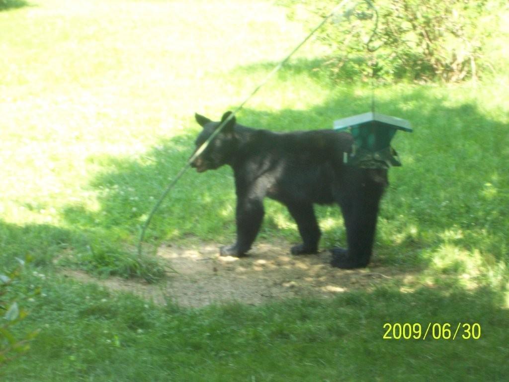 924941927_bearJune302009014.jpg.adc907ce07bc9953f816207ebb22bcb9.jpg