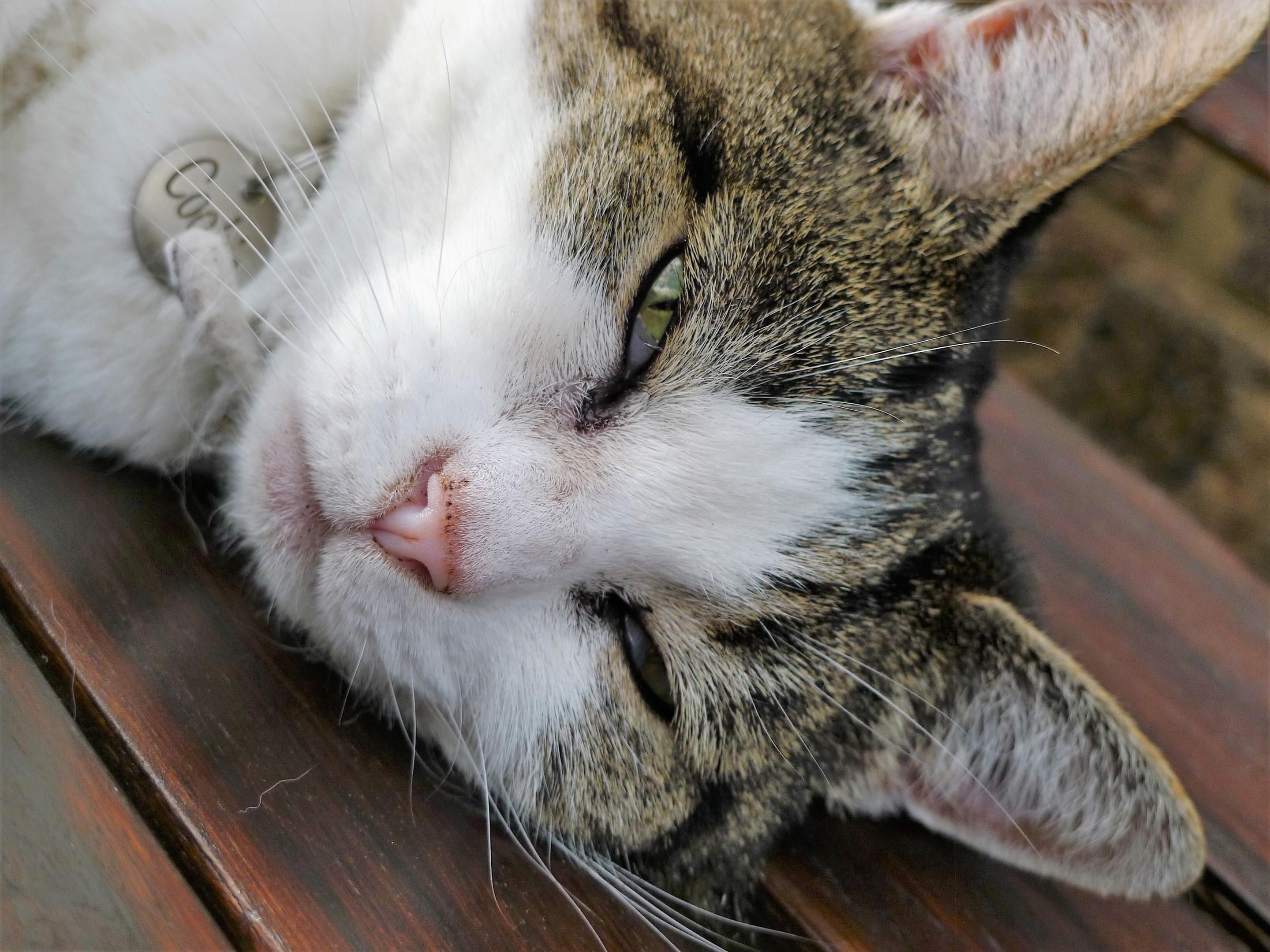Cookie on the Bench (2).jpg