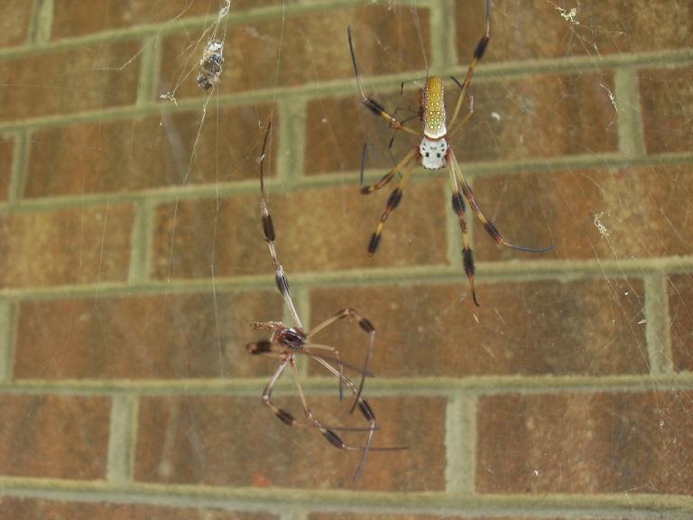 Facts About Banana or Golden Orb Spiders - Owlcation