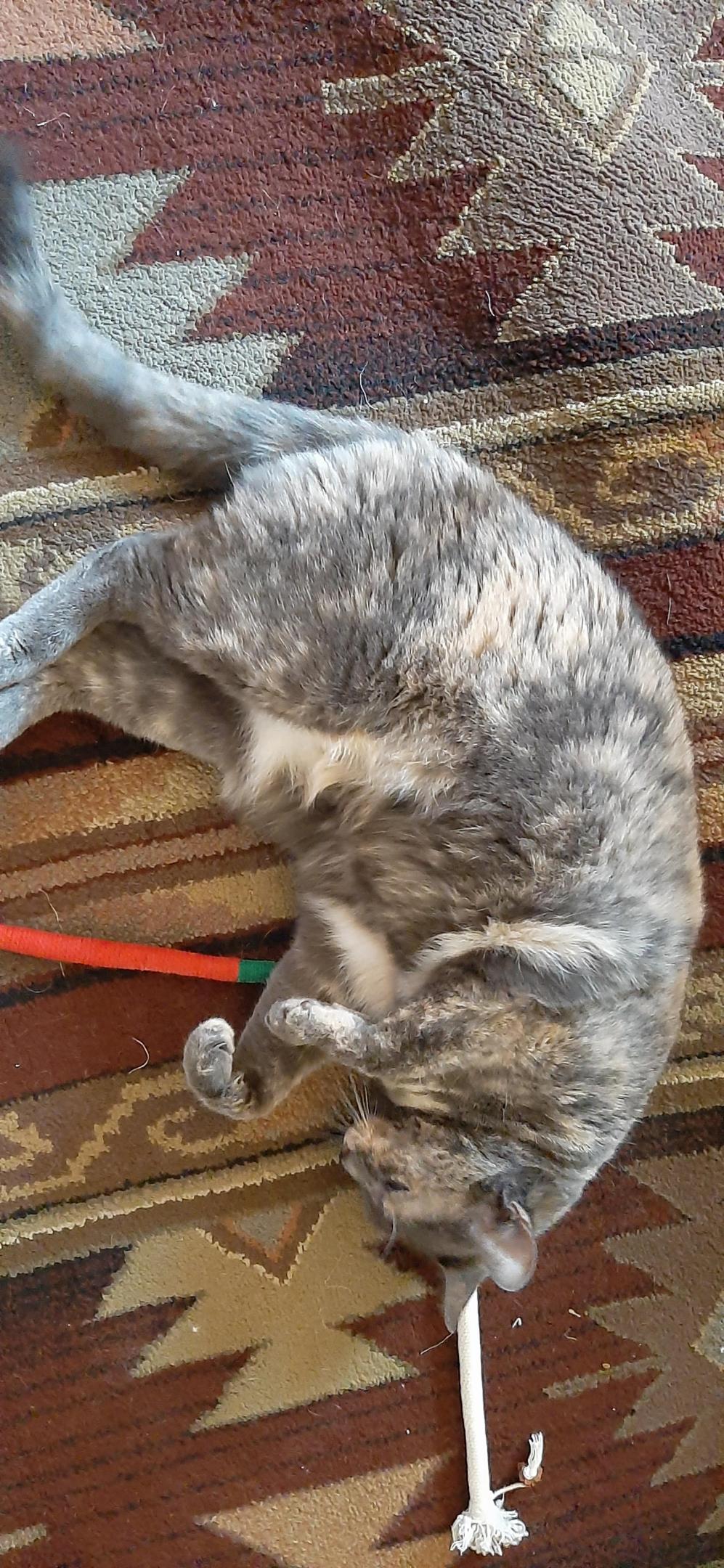 Hannah 12-22-24 #2.jpg