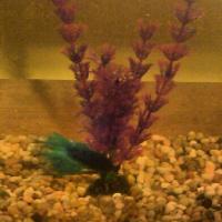 post-10540-0-32148100-1348453663_thumb.j