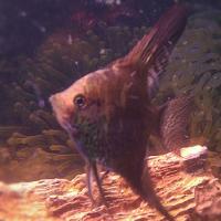 post-10540-0-33178100-1348453648_thumb.j