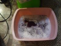 post-10732-0-58520100-1363829354_thumb.j