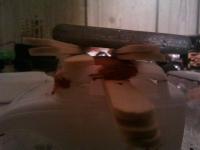 post-11794-0-28042900-1365311578_thumb.j