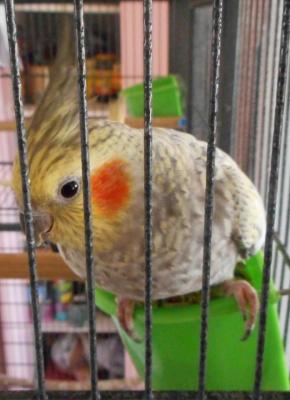 post-13845-0-07359300-1413197974_thumb.j