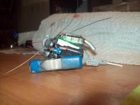 post-3019-0-68728000-1379529782_thumb.jp