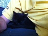 post-5424-0-56161300-1349381360_thumb.jp