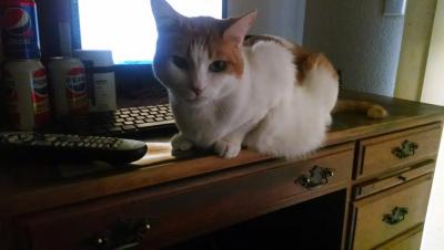 post-6643-0-08184000-1407097365_thumb.jp