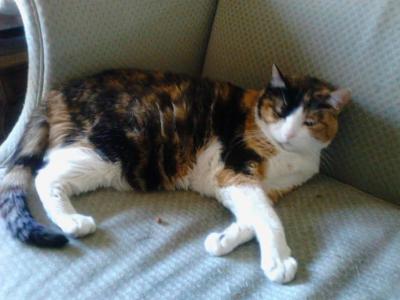 post-6643-0-23592200-1431004857_thumb.jp