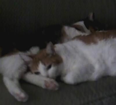 post-6643-0-31723600-1407097343_thumb.jp