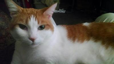 post-6643-0-40287300-1407097394_thumb.jp