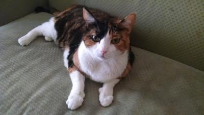 post-6643-0-87729700-1407097410_thumb.jp