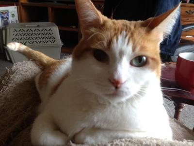 post-6643-0-90978600-1403221042_thumb.jp