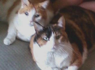 post-6643-0-98777100-1403221202_thumb.jp