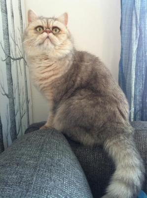 post-8658-0-86234500-1399921151_thumb.jp